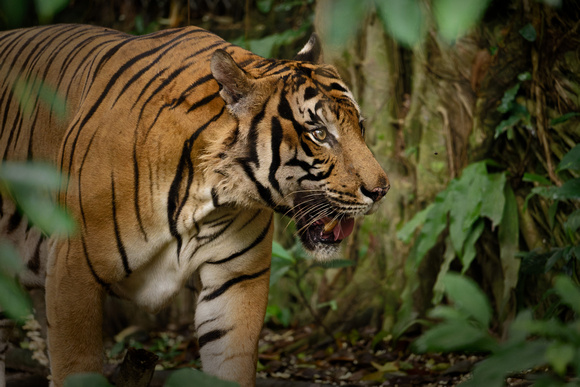 PSPJ Zoo Negara