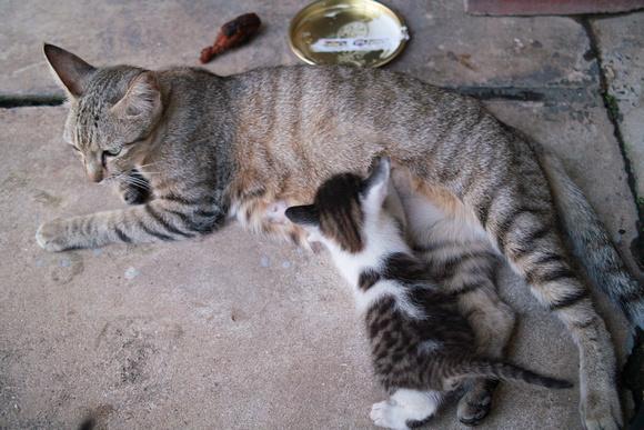 Mama Grey Cat and her Kittens