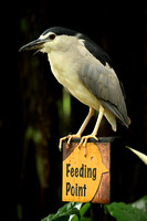 KL Bird Park with Fariz