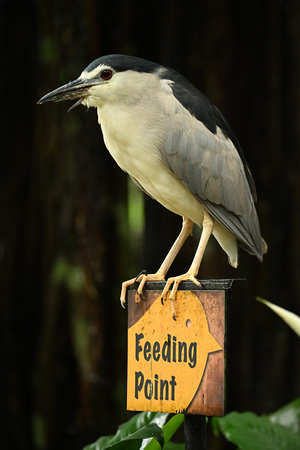 KL Bird Park with Fariz