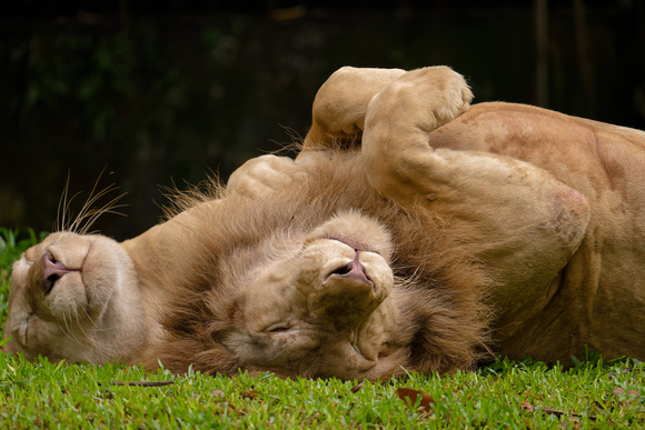 PSPJ Zoo Negara