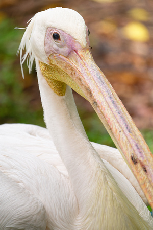 PSPJ Zoo Negara