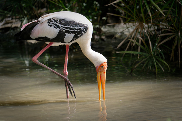 PSPJ Zoo Negara