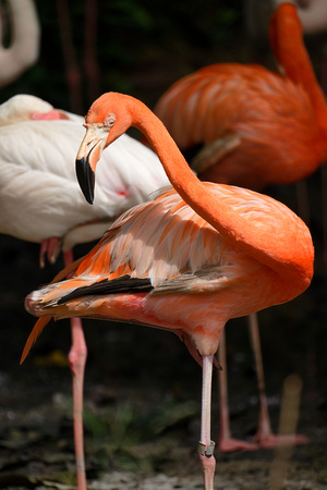 PSPJ Zoo Negara