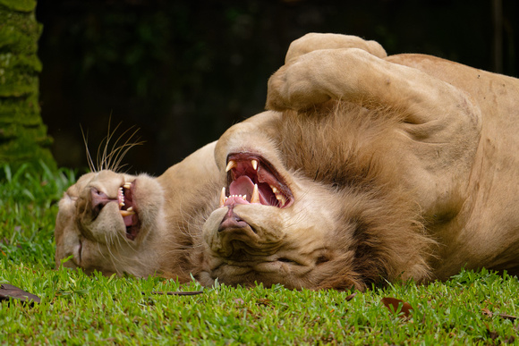 PSPJ Zoo Negara