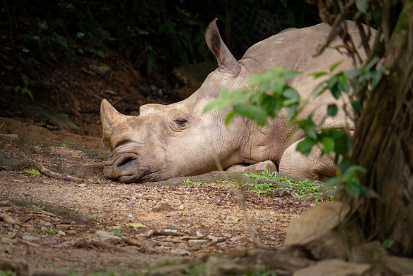 PSPJ Zoo Negara