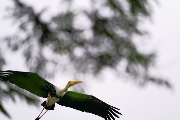 PSPJ Zoo Negara