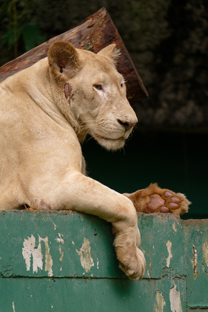 PSPJ Zoo Negara