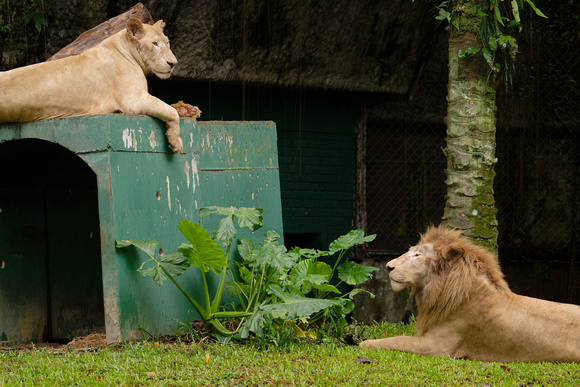 PSPJ Zoo Negara