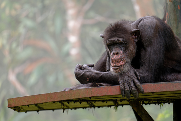 PSPJ Zoo Negara