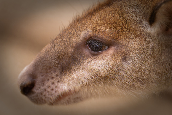 PSPJ Zoo Negara