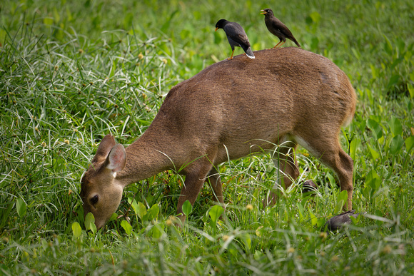 PSPJ Zoo Negara