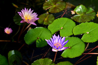 2025 SGR Outing - Lotus Flowers Secret Garden 1Utama