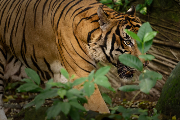 PSPJ Zoo Negara