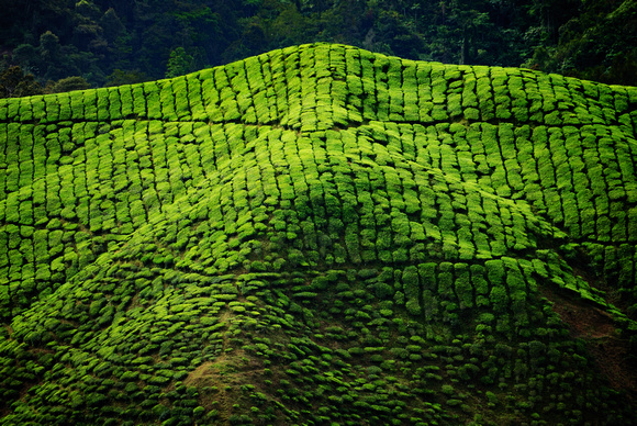 Cameron Highlands