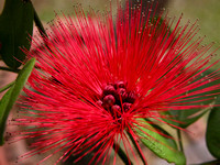 Fireworks Flower