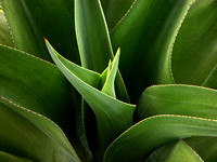 Spiky Plant