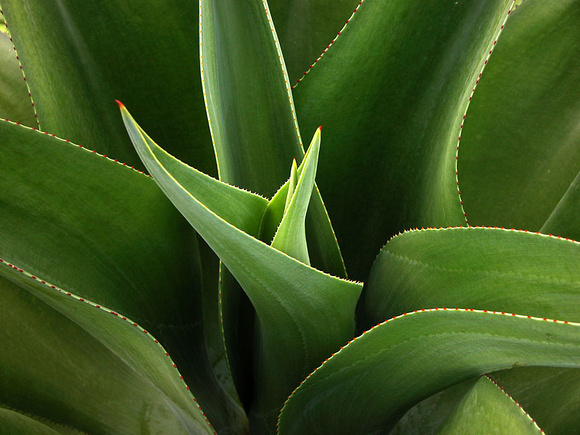 Spiky Plant