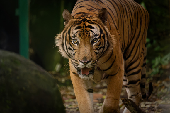 PSPJ Zoo Negara