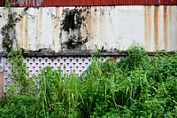 PSPJ - Nature in the City