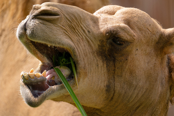 PSPJ Zoo Negara