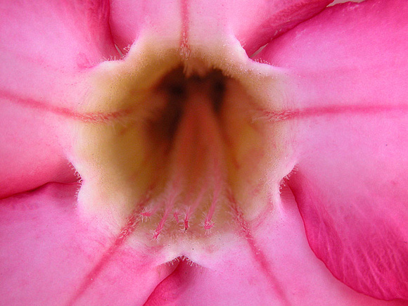 Closeup of Pink Flower