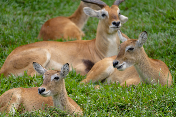 PSPJ Zoo Negara