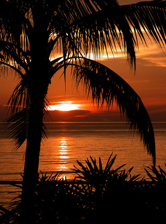 Coconut Sunset