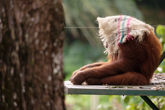 PSPJ Zoo Negara