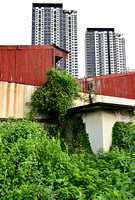 PSPJ - Nature in the City