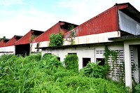 PSPJ - Nature in the City