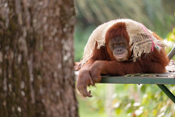 PSPJ Zoo Negara