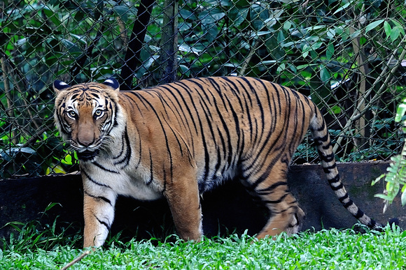 Taiping Zoo, Perak