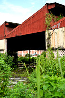 PSPJ - Nature in the City