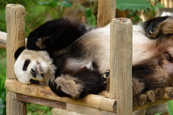 PSPJ Zoo Negara